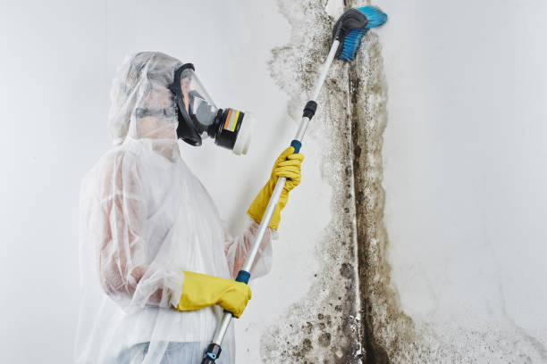 Mold Remediation for Vacation Homes in Greenwood, AR