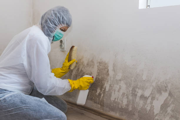 Why You Should Choose Our Mold Remediation Services in Greenwood, AR